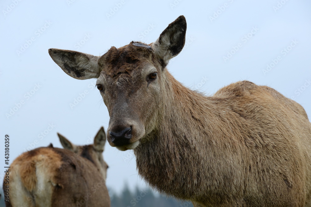sad deer, male deer without his antlers seems to be looking sad
