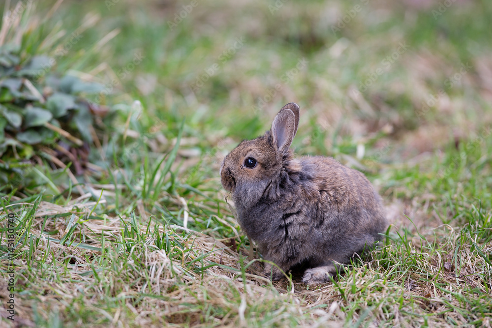 Fototapeta premium Gray, decorative, small furry rabbit on the grass