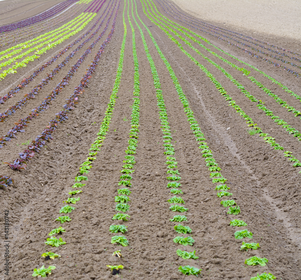 Salat Blüten auf dem Acker bis zur Erntezeit Salat Blüten auf dem Acker bis zur Erntezeit