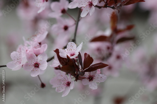 Blüten einer Zierpflaume im Frühjahr photo