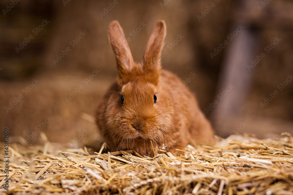 Naklejka premium Funny little rabbit among Easter eggs in velour grass,rabbits with Easter eggs,close-up pair of easter bunny,Cute rabbit small bunny domestic pet with long ears and fluffy fur coat