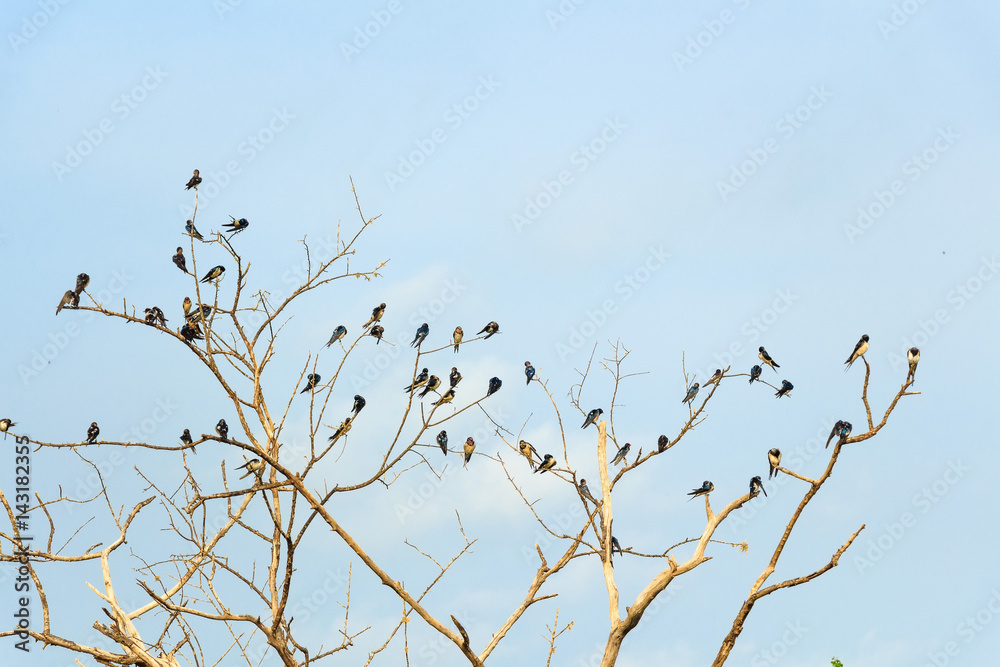 Obraz premium Swallows on blue sky background