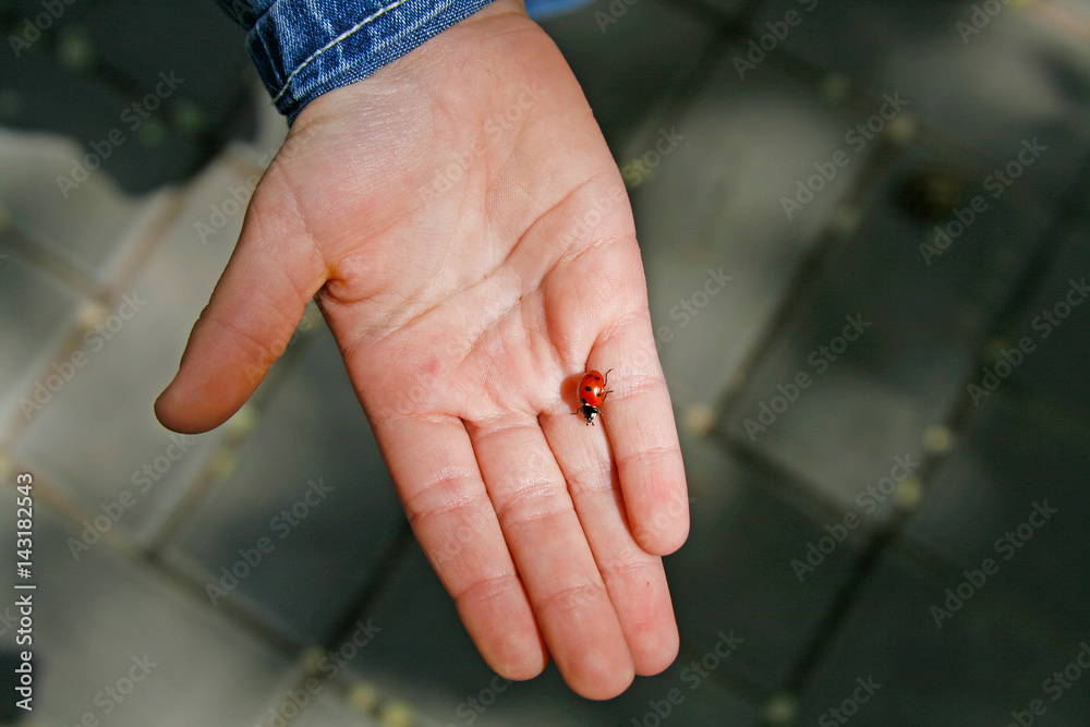 Red ladybug on a child hand close-up