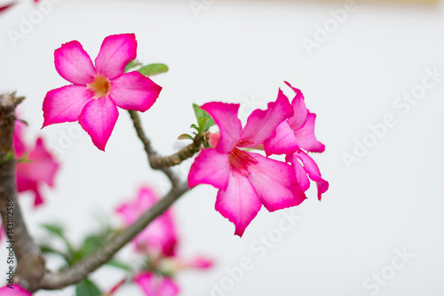 pink flower on the white background photo