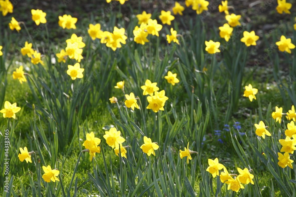 Narzissenblüte (Narcissus Pseudonarcissus) Narzissenblüte (Narcissus Pseudonarcissus)