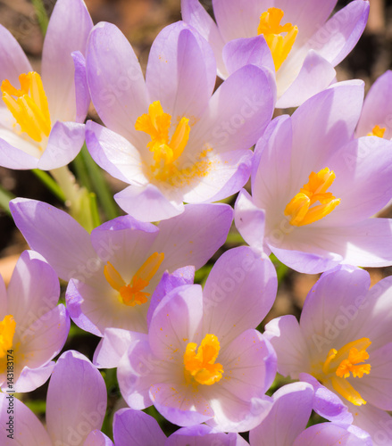 Purple crocus flower blossoms background