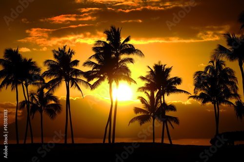 Tropical Palm Trees Silhouette Sunset or Sunrise © Lane Erickson