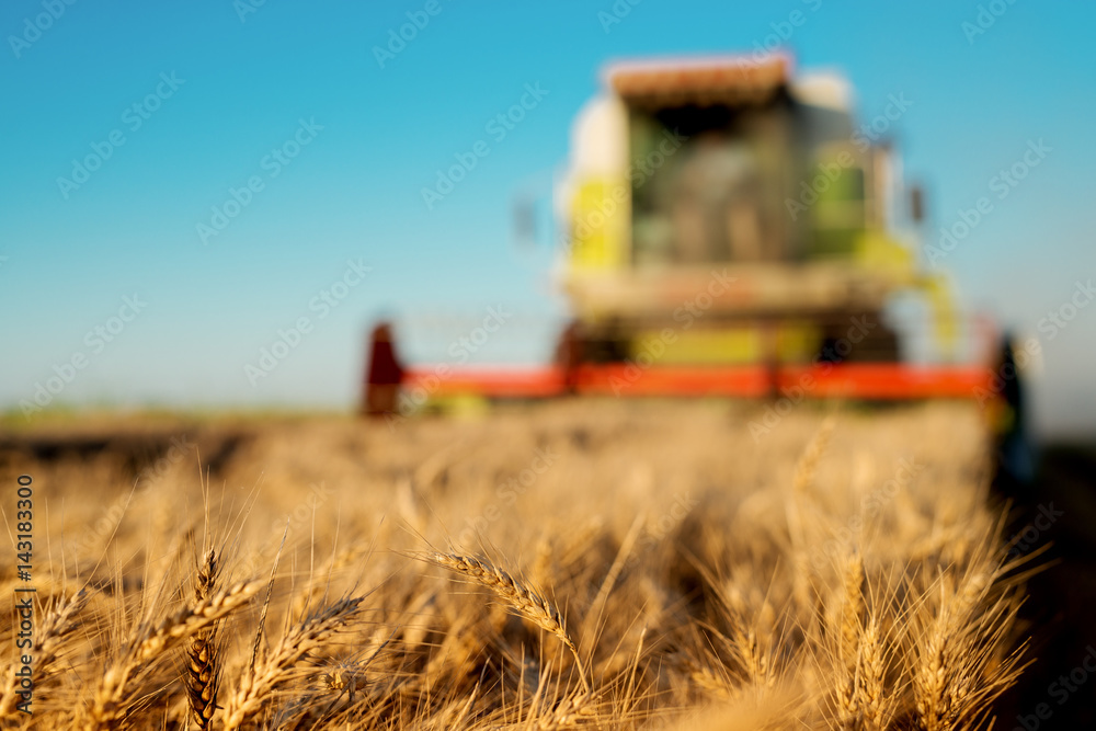 Fototapeta premium Wheat field with combine harvesting behind.