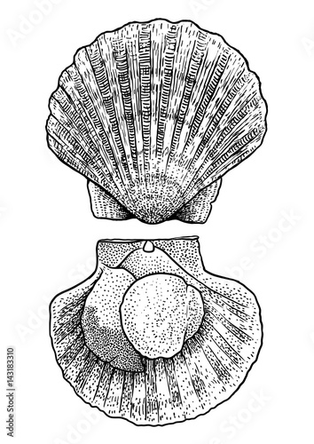 Scallop illustration, drawing, engraving, ink, line art, vector