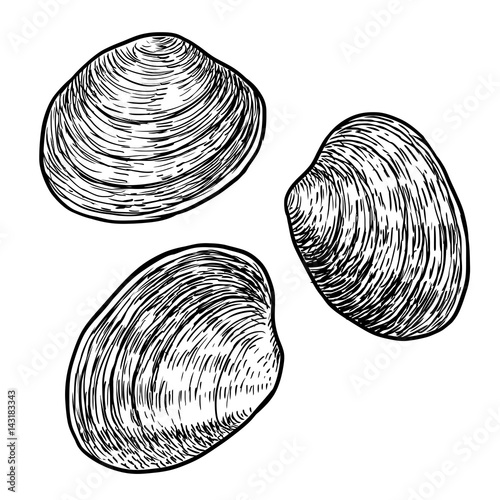 Edible clam illustration, drawing, engraving, ink, line art, vector photo