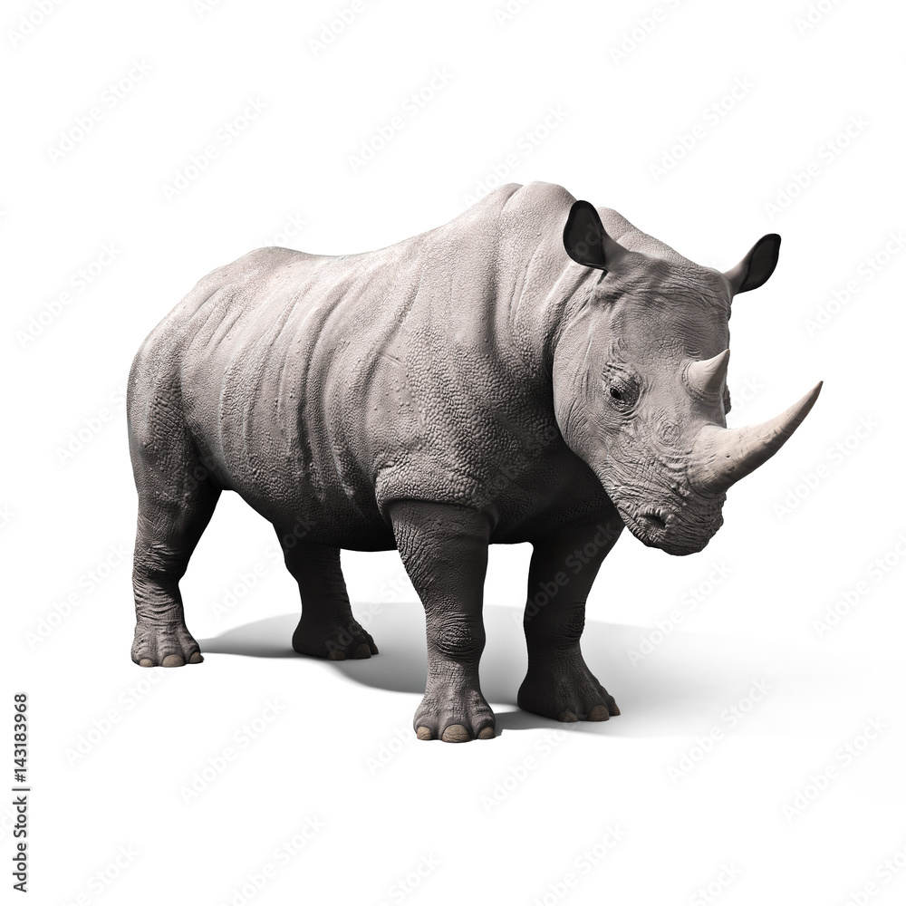 Fototapeta premium Rhinoceros isolated on a white background. 3d rendering