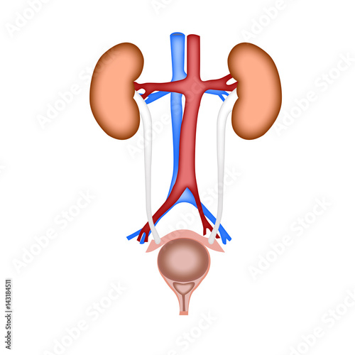 urinary system