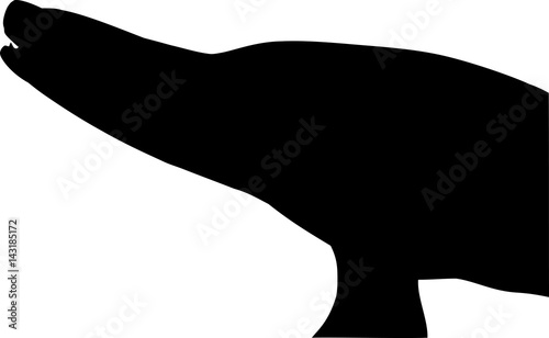 Silhouette of a sea lion
