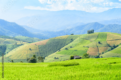 Green rice field terrece in Chiangmai  Thailand