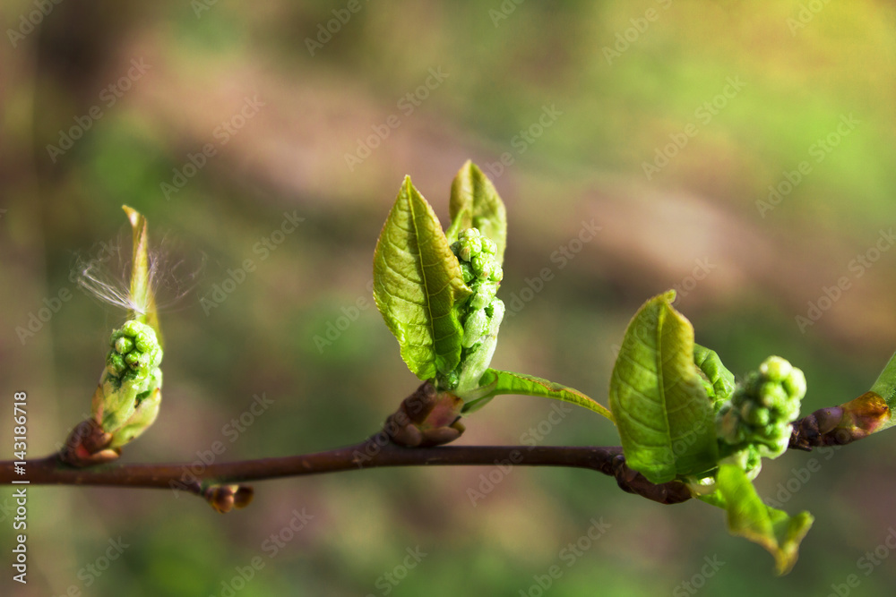 Blossoming buds in the spring on a tree branch Blossoming buds in the spring on a tree branch
