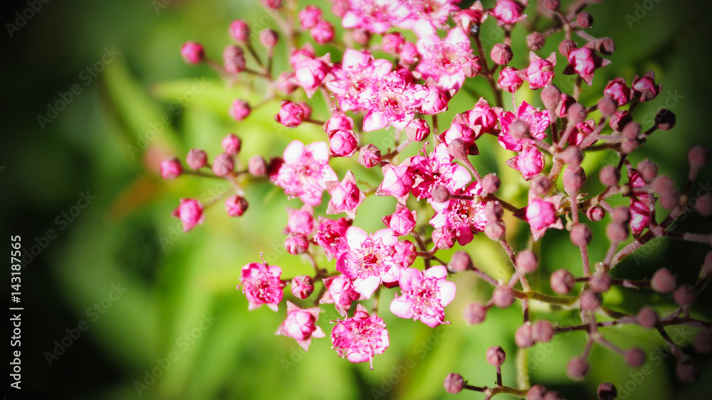 Naklejka premium Pink Flowers