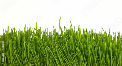 Spring green grass close up low angle over white