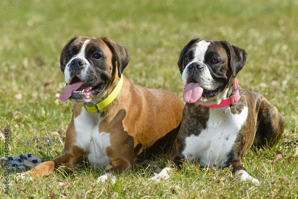 german tiger boxer dog