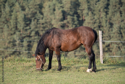 Pferd beim Grasen auf der Koppel