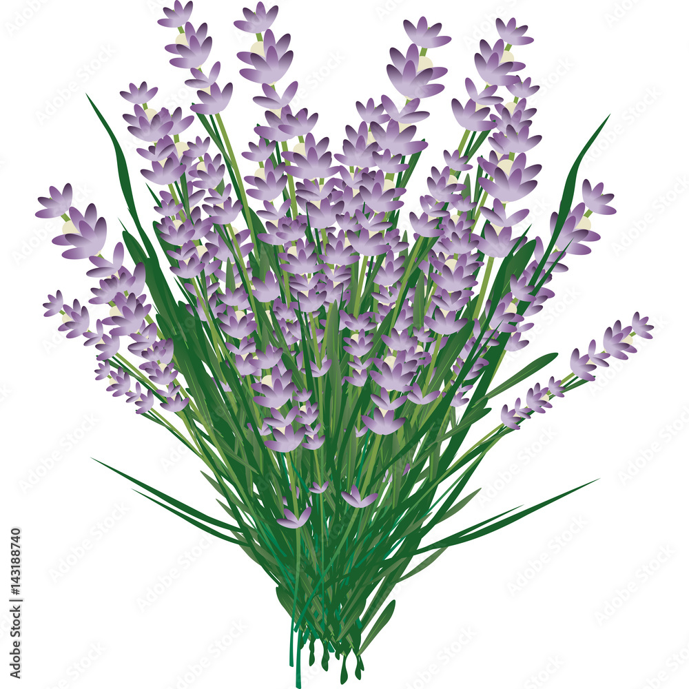 lavanda