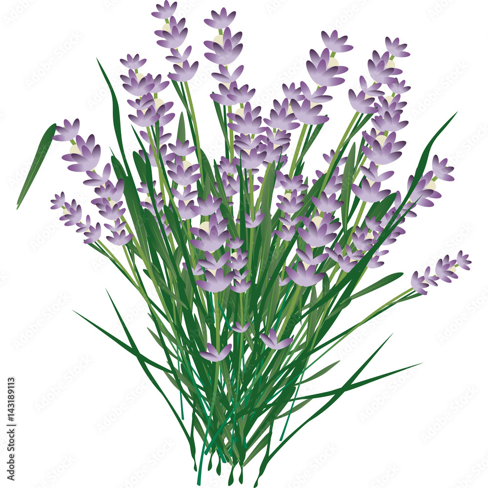 lavanda lavanda