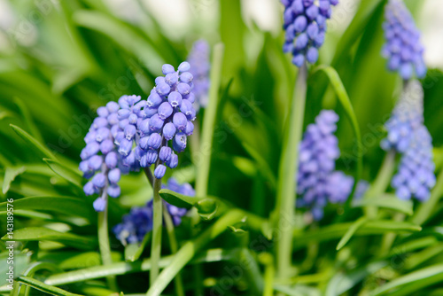 blue grape hyacinths in the nature