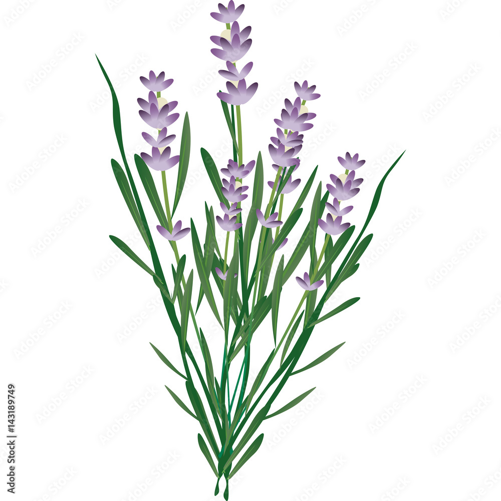 Fototapeta premium lavanda