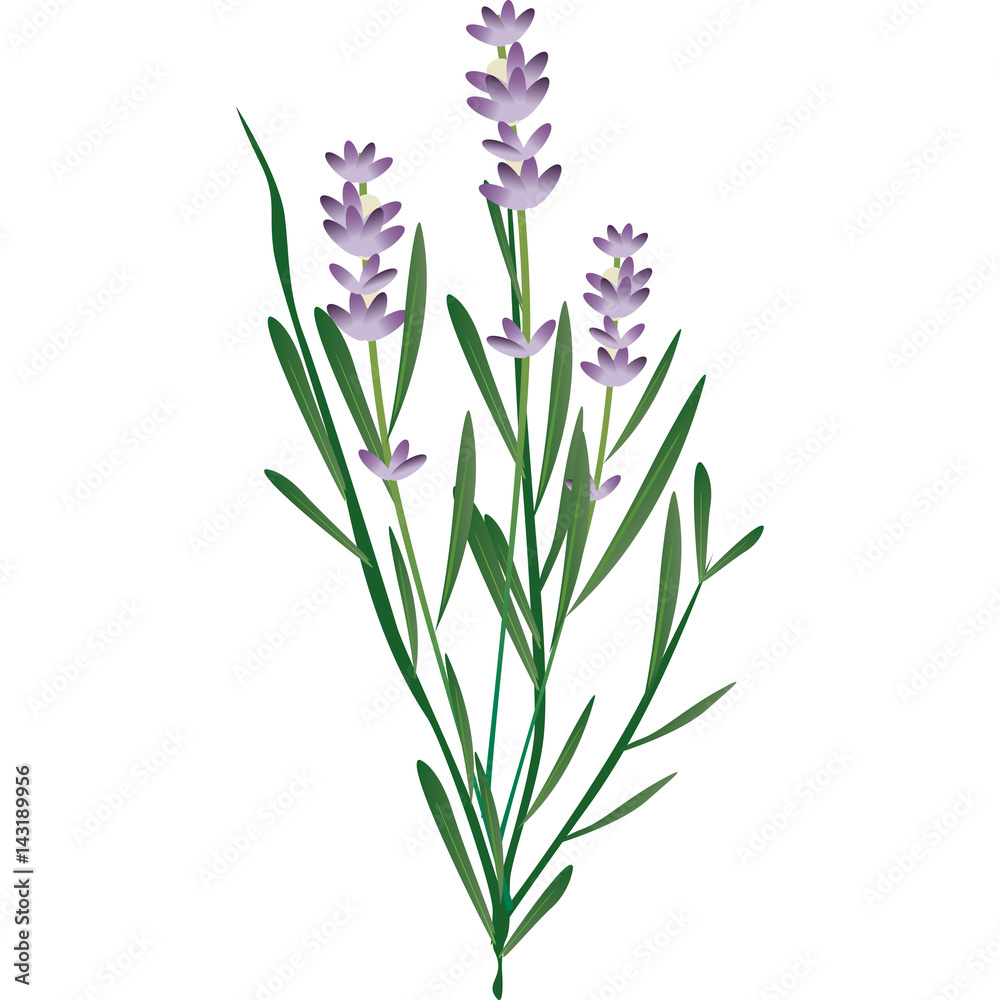 Fototapeta premium lavanda