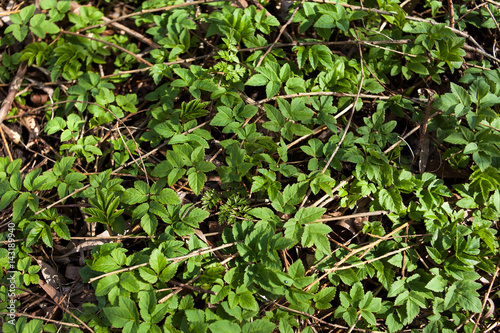 spring flowers in the garden green