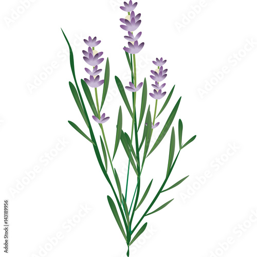 lavanda