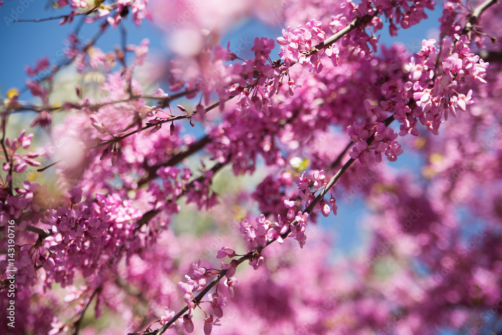 Cherry blossom against blue sky