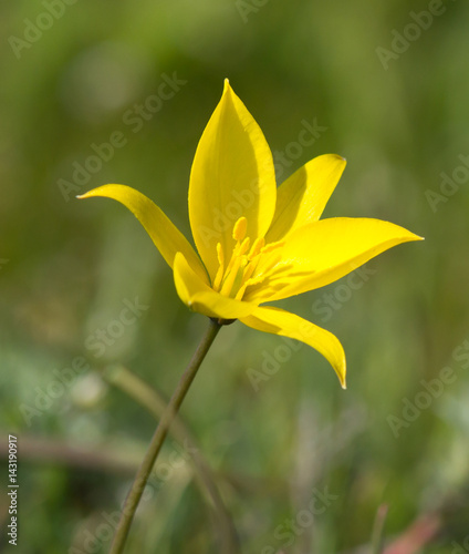 Tulipa biebersteiniana (Schult. & Schult.) in the steppe, Republic of Kalmykia, Russia photo