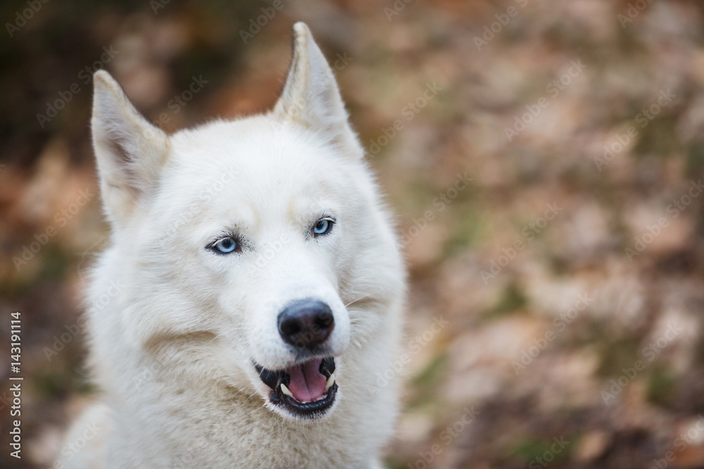 Obraz premium Resting sled husky