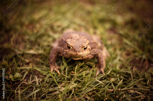 the toad sits in the grass