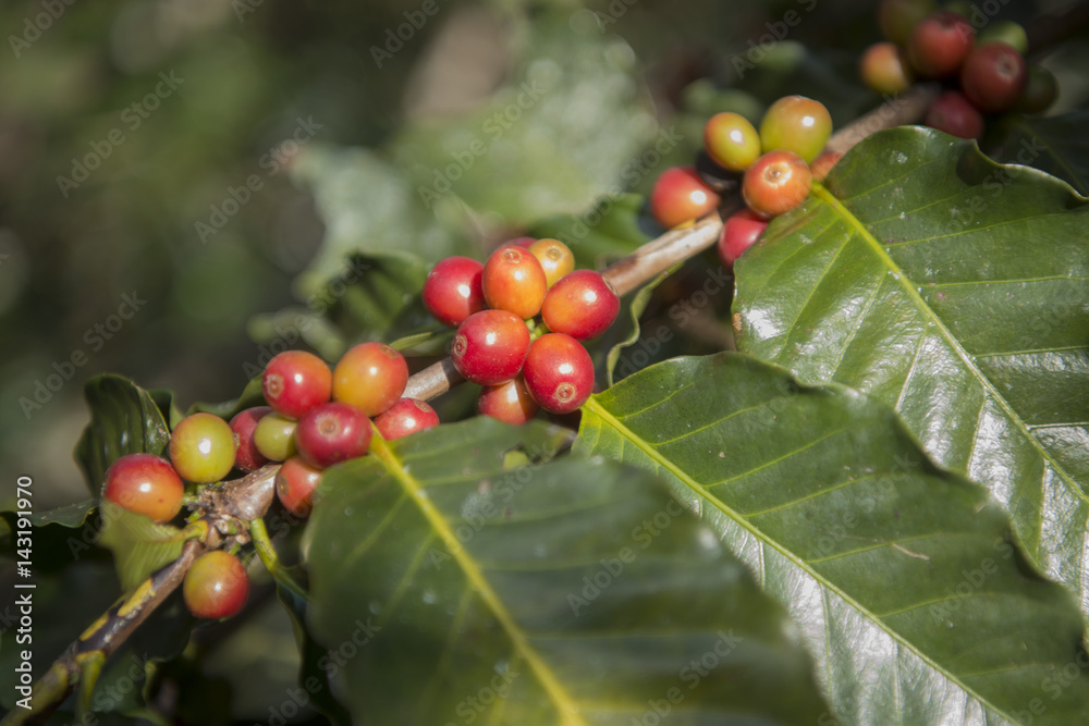 THAILAND CHIANG RAI MAE SALONG COFFEE PLANTATION THAILAND CHIANG RAI MAE SALONG COFFEE PLANTATION