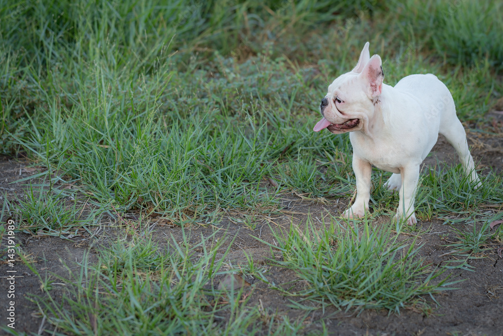 Baby french bulldog Baby french bulldog