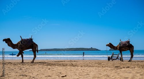 two camels on the beach on Morocco coast with a surfer in the background 