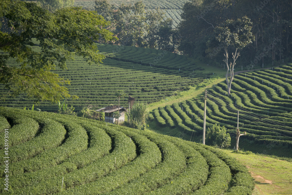 THAILAND CHIANG RAI MAE CHAN TEA PLANTATION