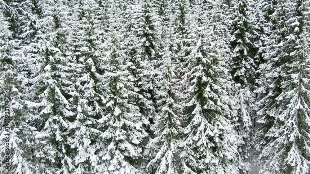 Span over green coniferous trees in winter in the mountains Span over green coniferous trees in winter in the mountains
