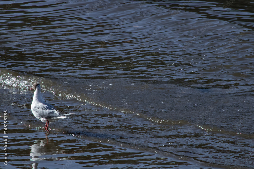 gaviota gaviota