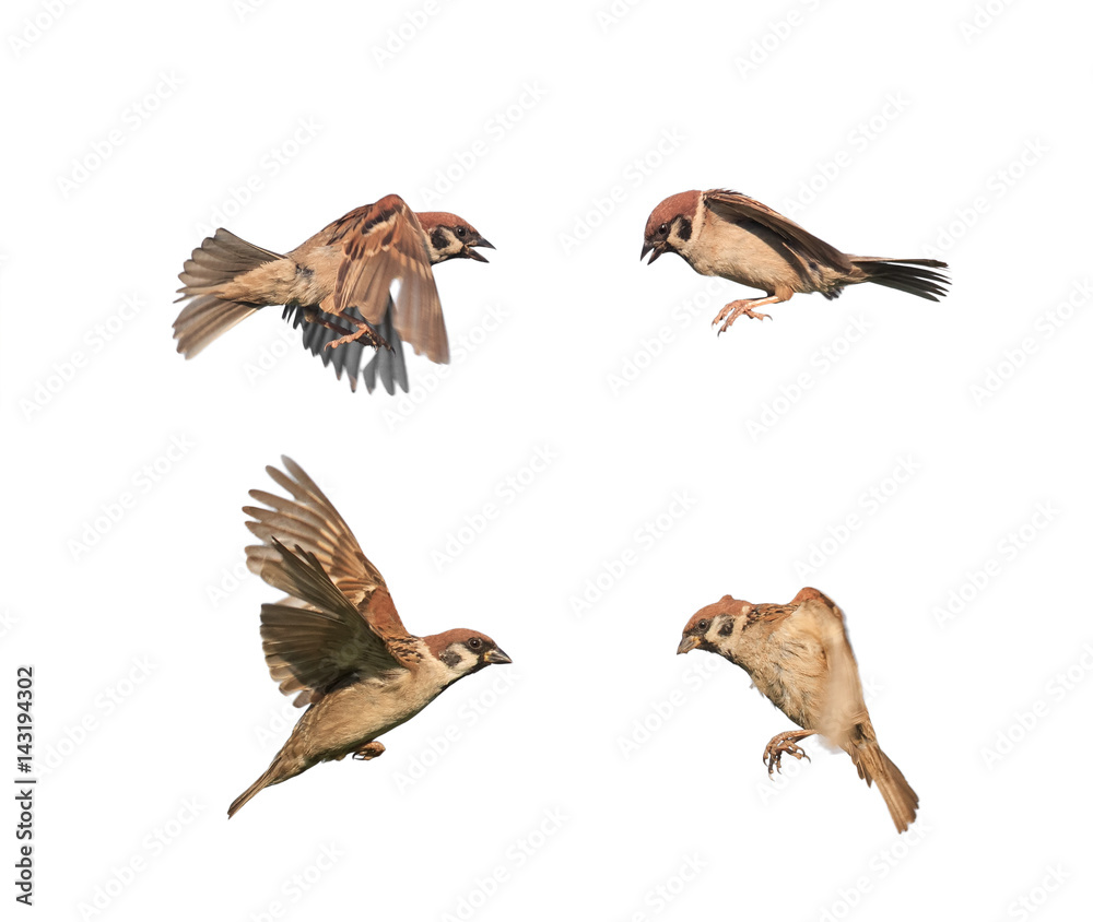 birds sparrows in flight isolated on a white background in various poses birds sparrows in flight isolated on a white background in various poses