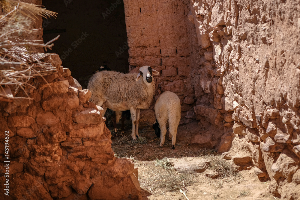 sheep and small ewe sheep and small ewe