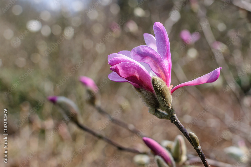 Spring magnolia flowers on the natural background Spring magnolia flowers on the natural background