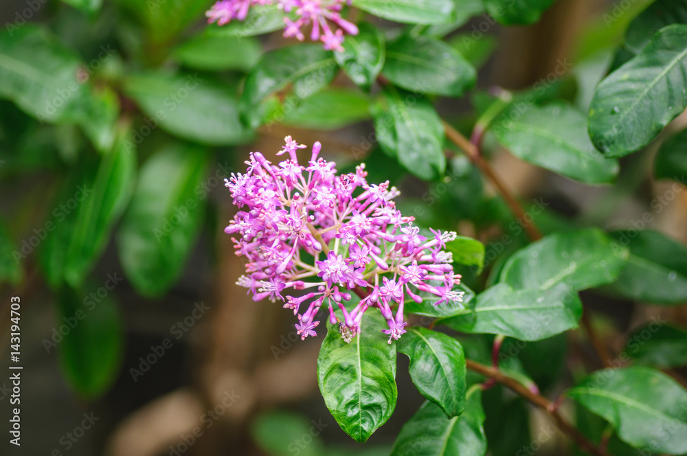 Purple lilac isolated on green background