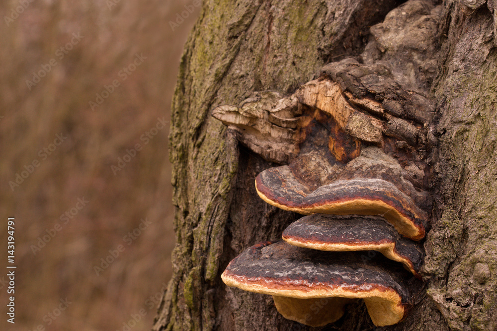 Tinder fungi also called horse's hoof fungus growing on a beech tree. Tinder fungi also called horse's hoof fungus growing on a beech tree.