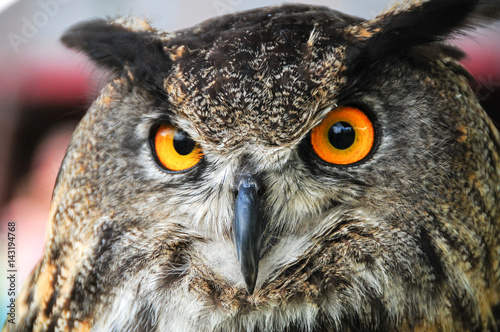 Great Horned Owl © SE Viera Photo