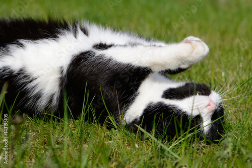 cat lying on meadow