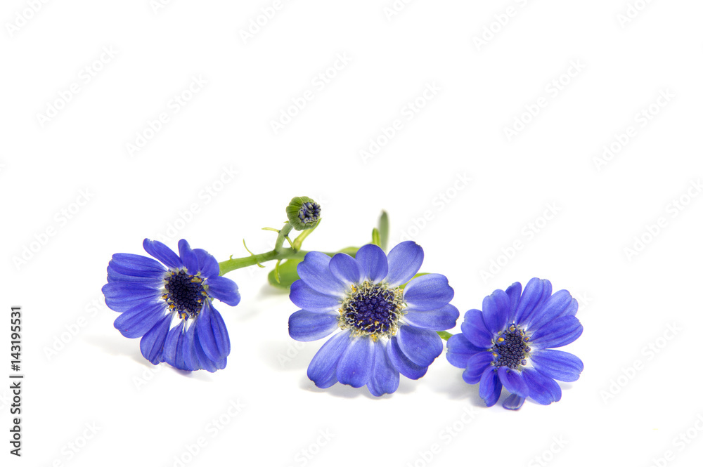 Obraz premium First spring flowers isolated on white background.