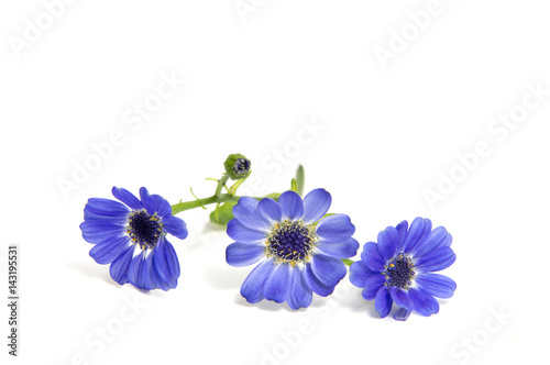 First spring flowers isolated on white background. © allaordatiy