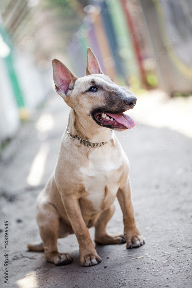 Female bull terrier dog sitting at ground in narrow passage and looking at the camera. Dog wearing dog dress